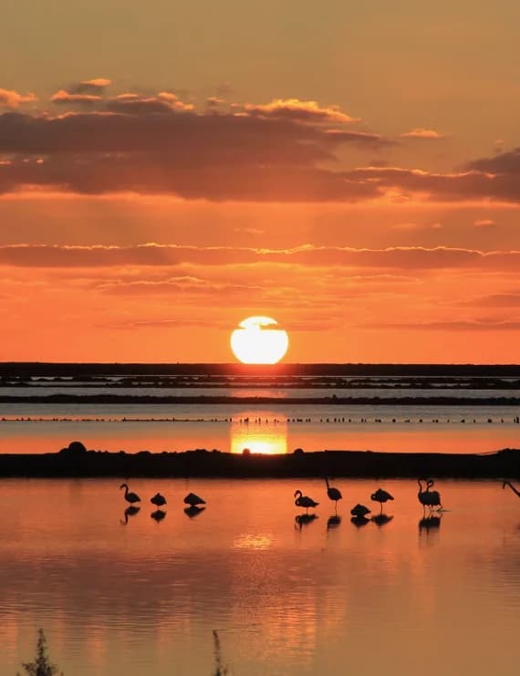 Silhouettes of flamingos wading in the shallow waters of the Las Salinas salt flats during a vibrant orange sunset in Ibiza.