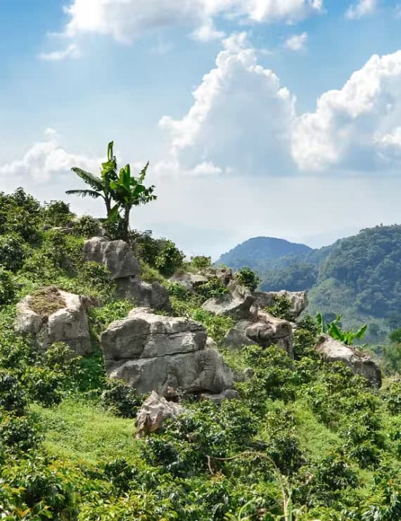 Lush green rainforest hillside and rocky terrain of Capiro y Calentura National Park near Trujillo, Honduras.