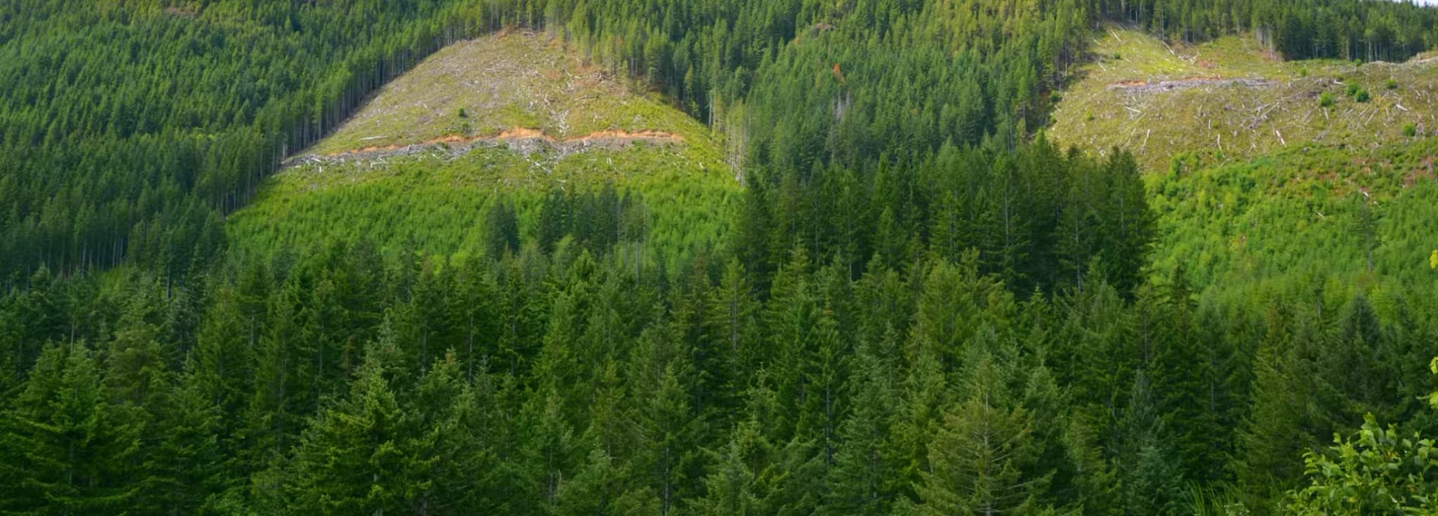 Evergreen pine forest slope with clear-cut deforested patches on Vancouver Island hillsides.