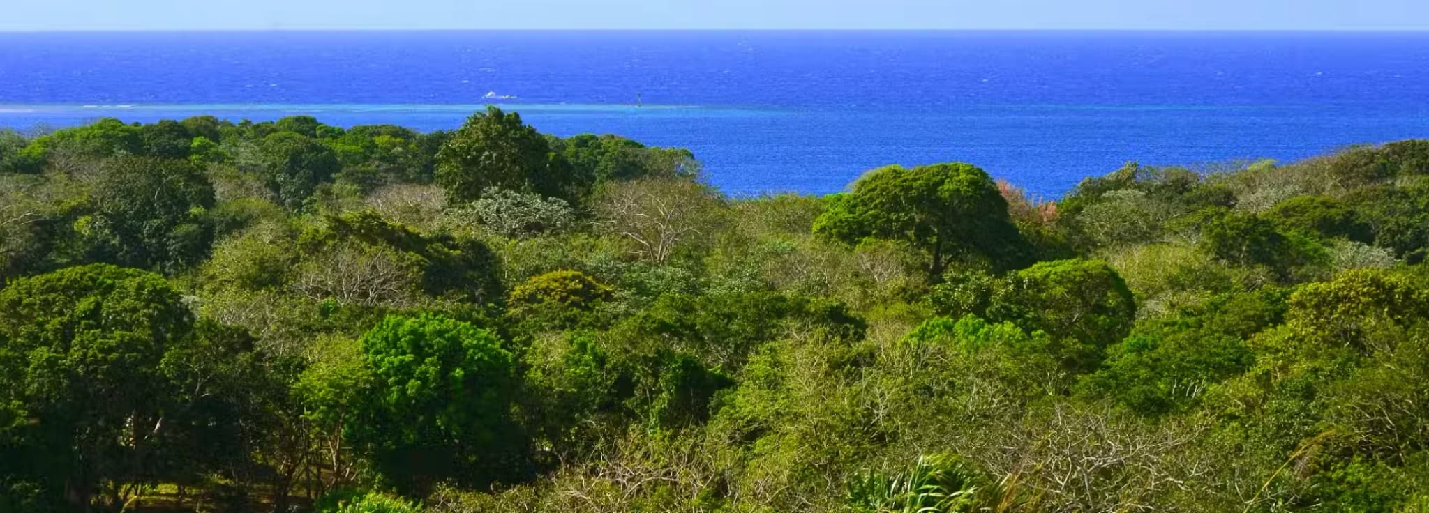 Dense tropical green jungle canopy leading out to the deep blue Caribbean sea with distant mountain peaks under a clear blue sky.