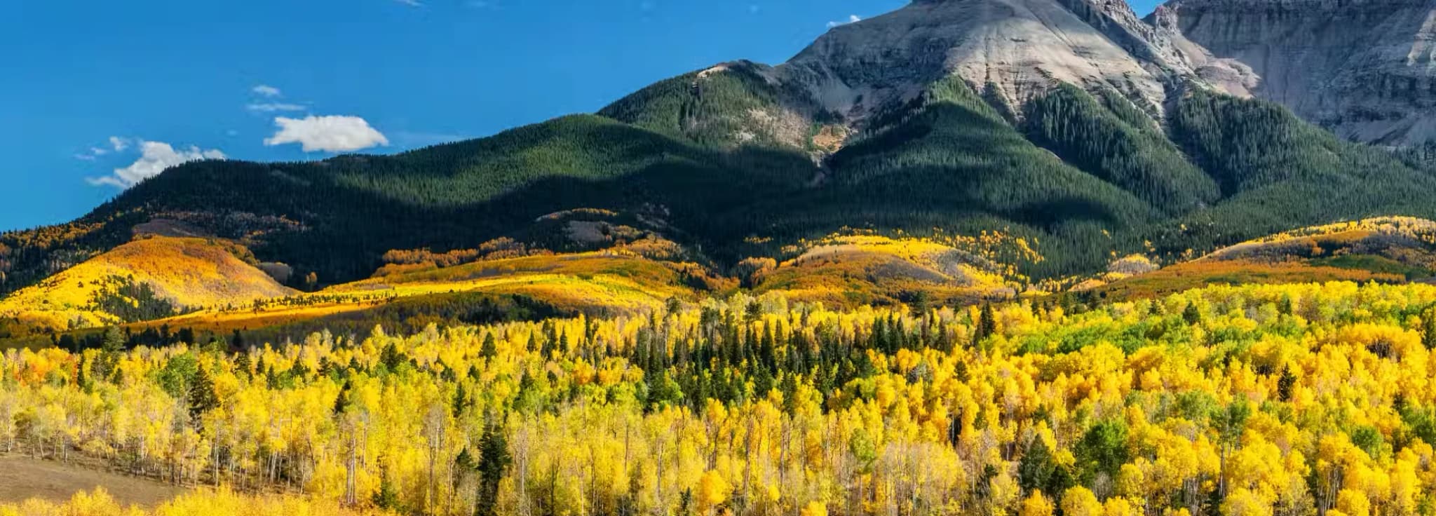 Panoramic view of vibrant yellow aspen groves against towering Rocky Mountain peaks in Colorado.