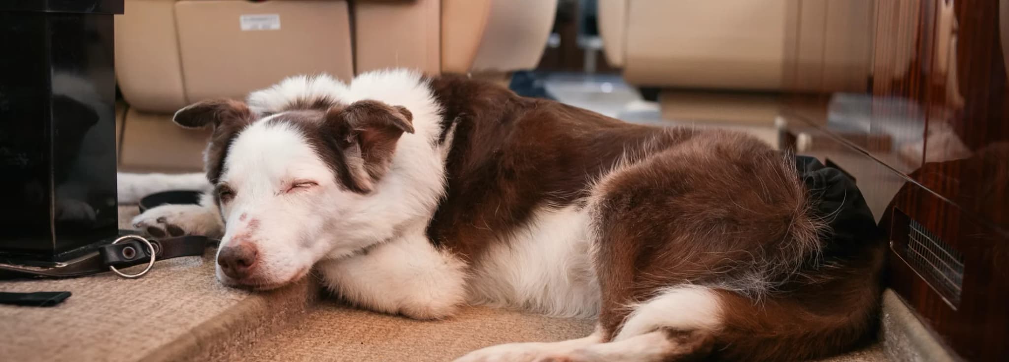 A brown and white dog sleeping peacefully on the carpeted floor inside a luxury private jet cabin next to leather seats