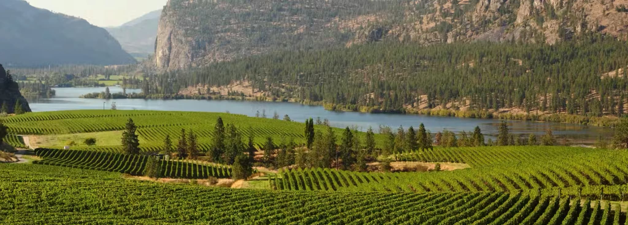 Lush green vineyard rows sloping toward the lake and rugged cliffs near Naramata and Penticton BC.